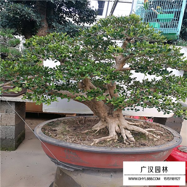 黃楊