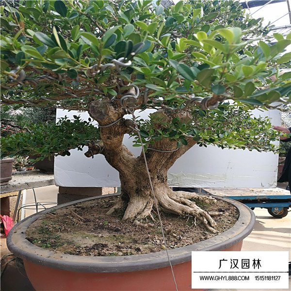 黃楊