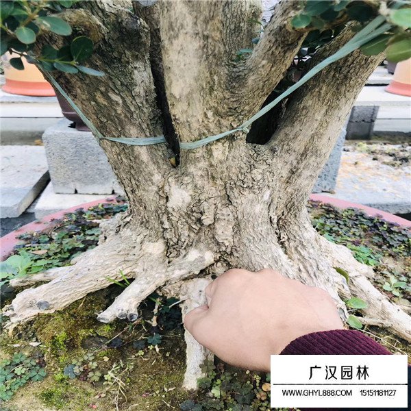 黃楊