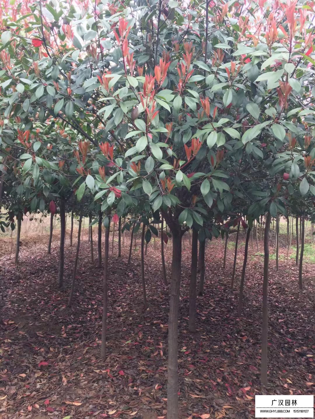 紅葉石楠樹