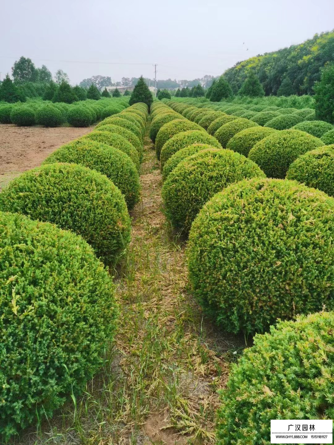 檜柏球