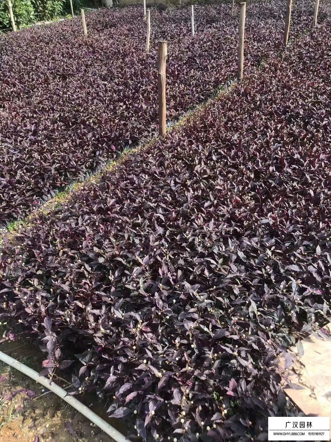 大葉紅草