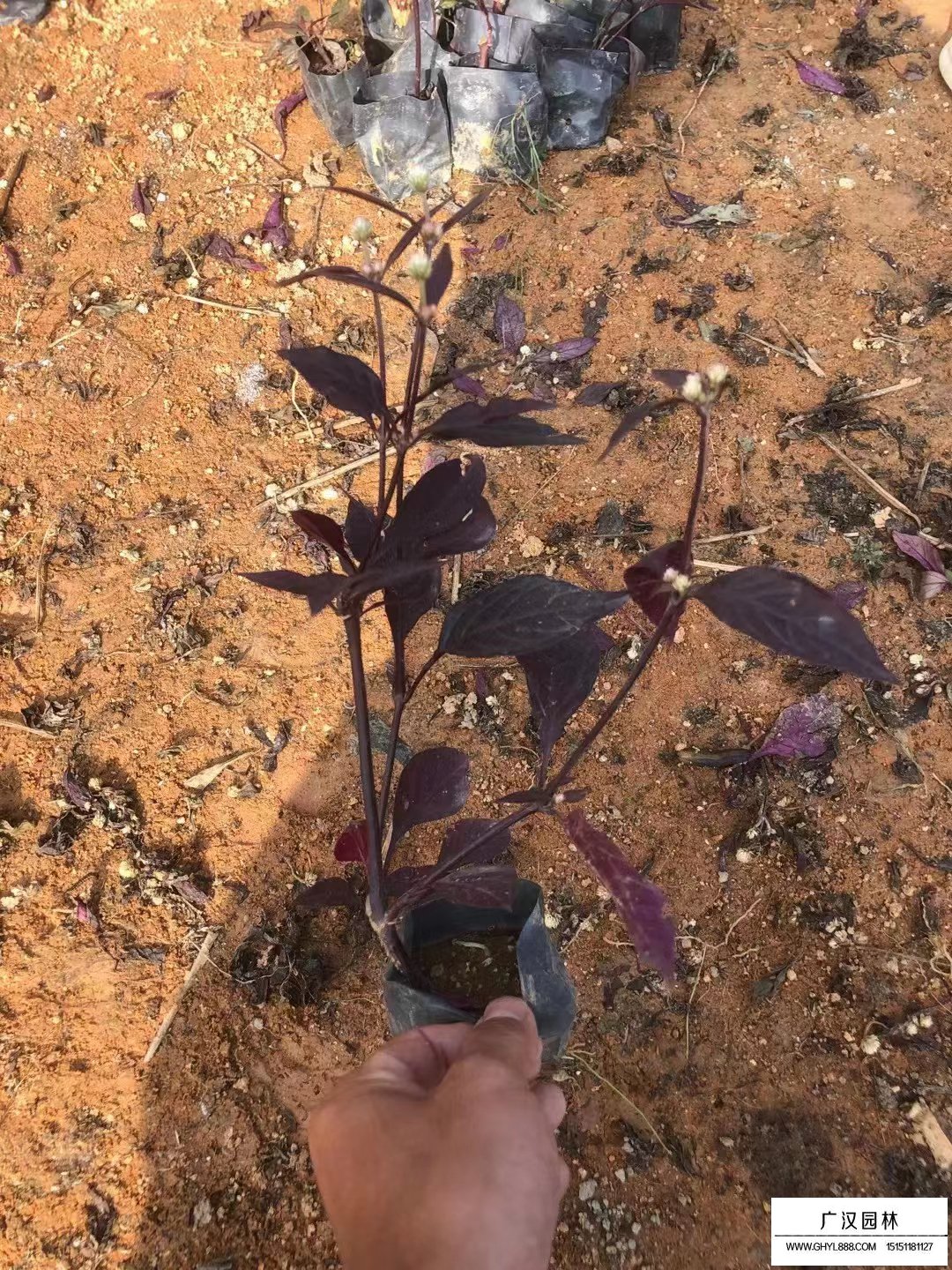 大葉紅草