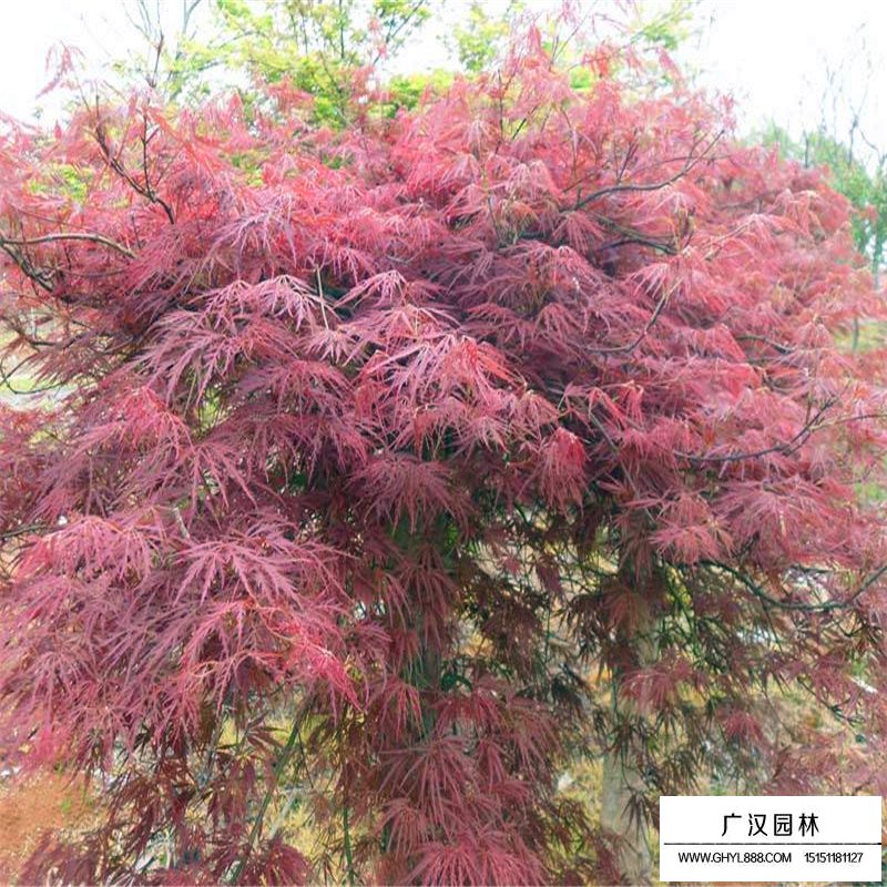 羽毛楓