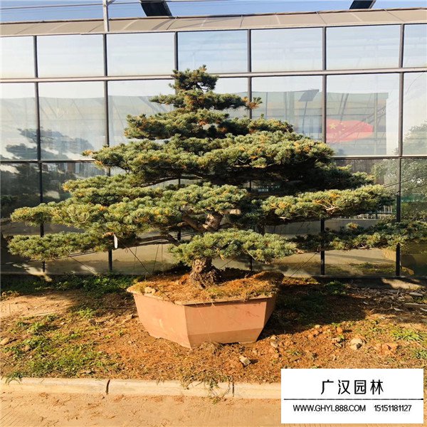 五針松盆景