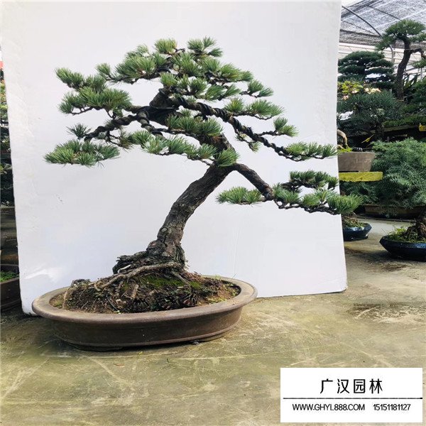 五針松盆景