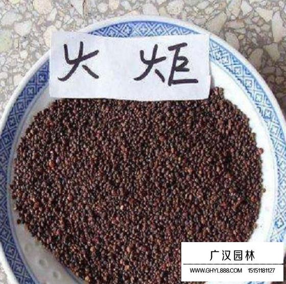 火炬種子