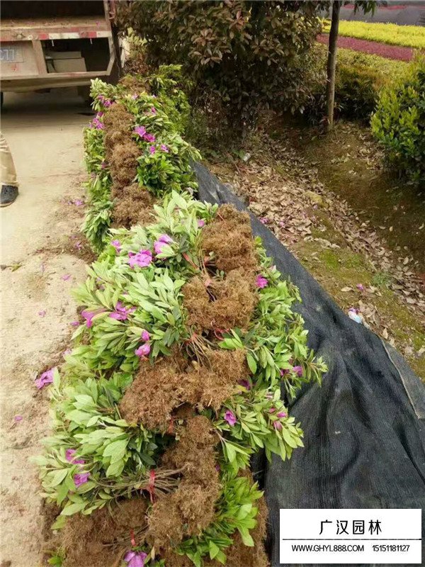 杜鵑花