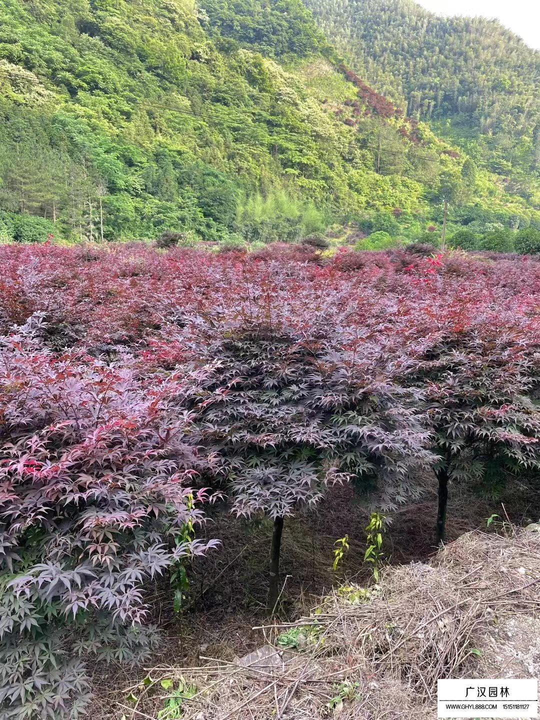 紅楓