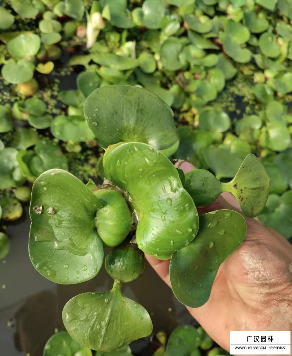 水葫蘆