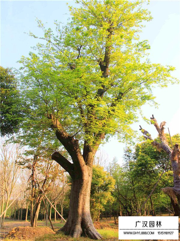 榔榆樹