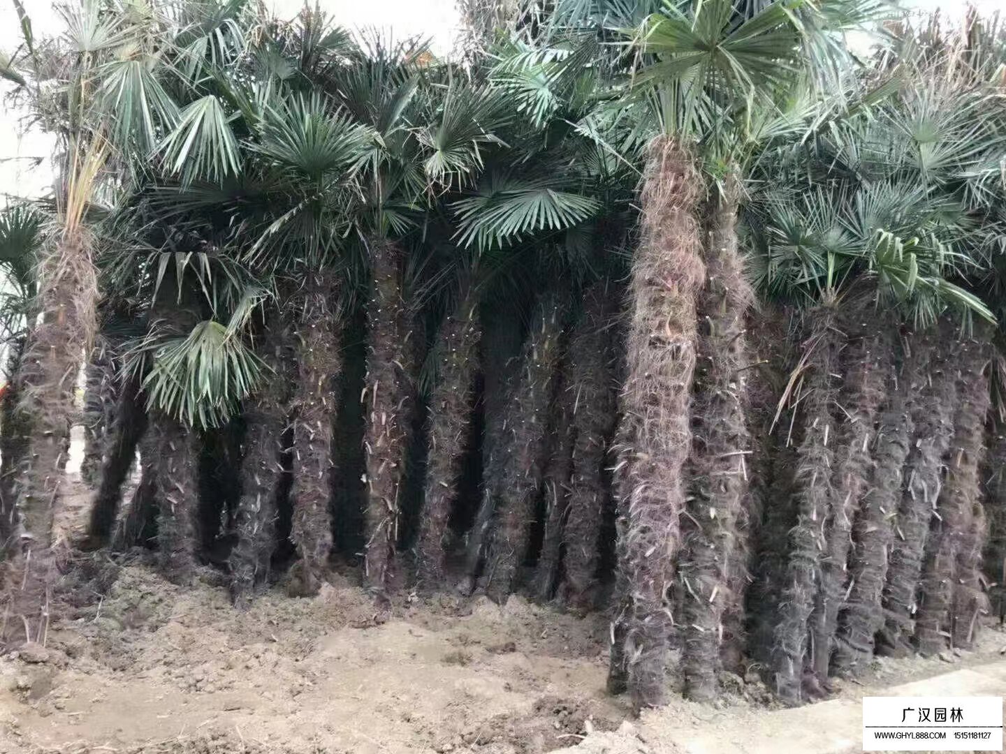 棕櫚樹