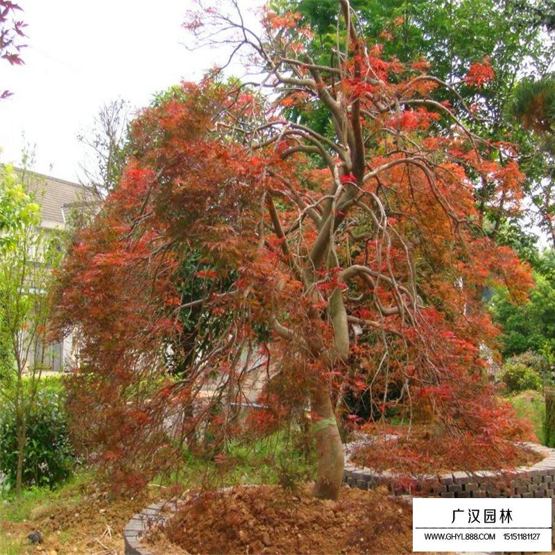 羽毛楓