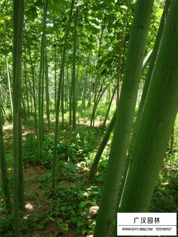 青桐樹