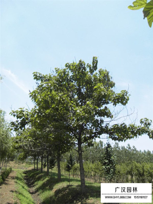 泡桐樹