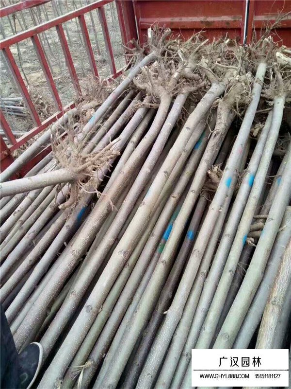 泡桐樹