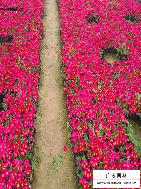 報春花