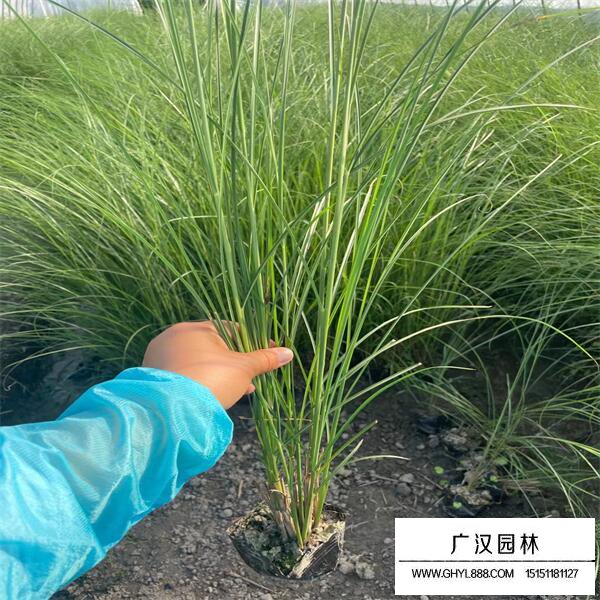 細葉芒草