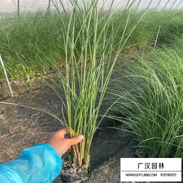 細葉芒草