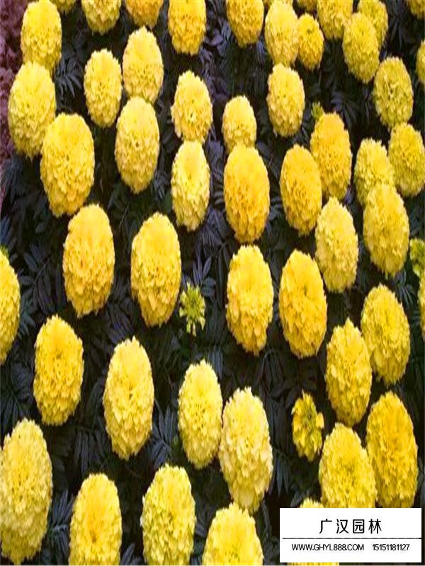 萬壽菊