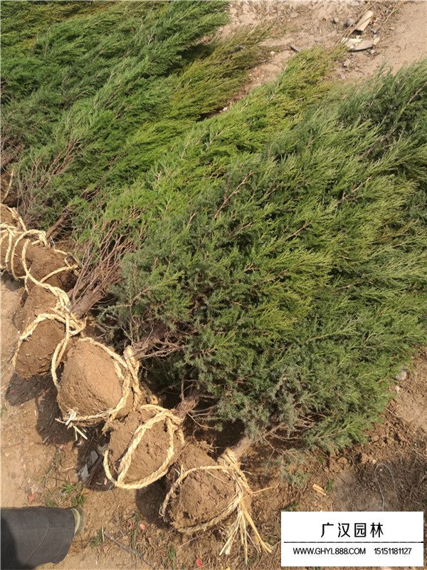 塔柏樹