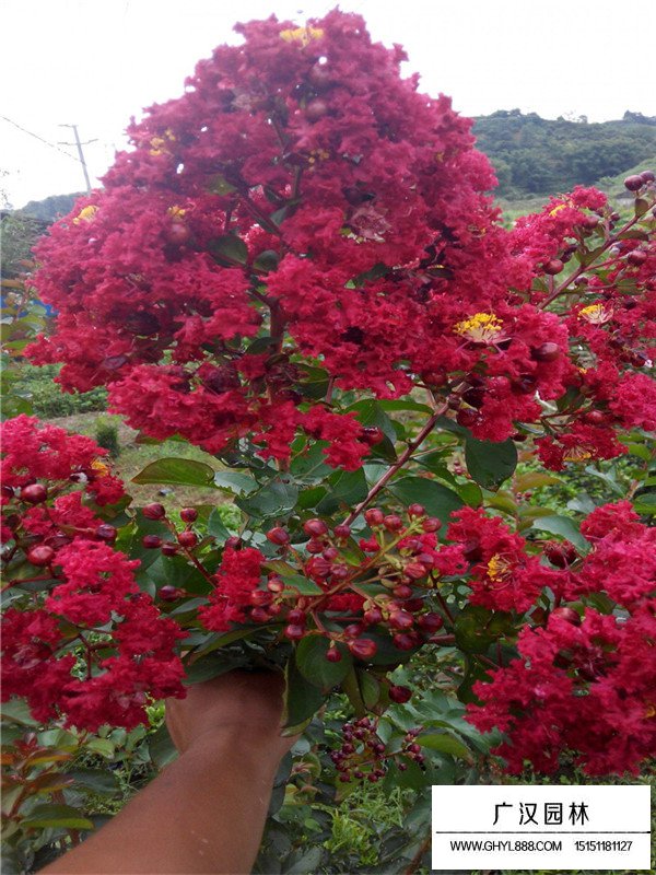 三紅紫薇
