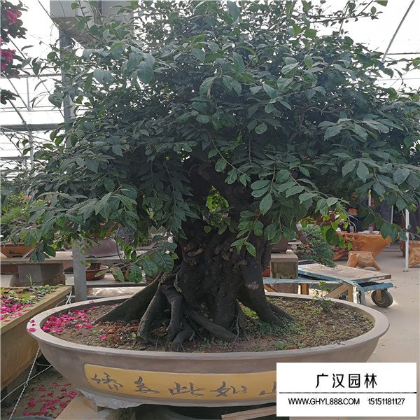 金彈子