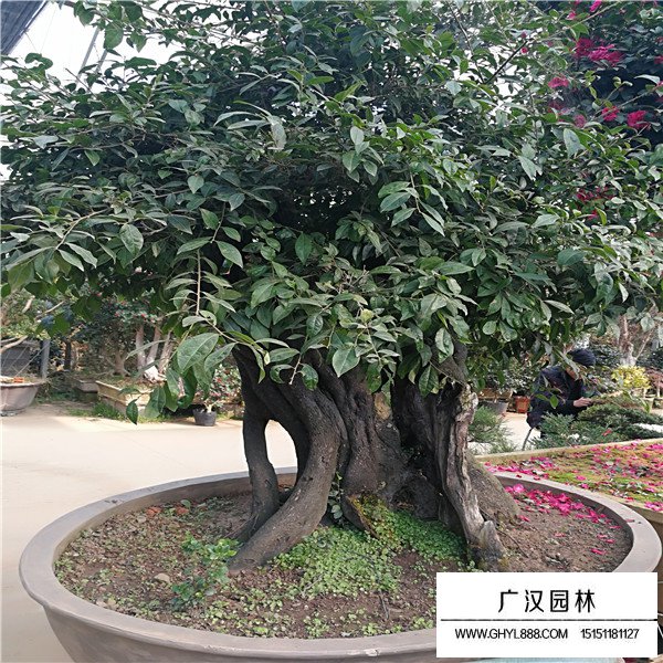金彈子樁