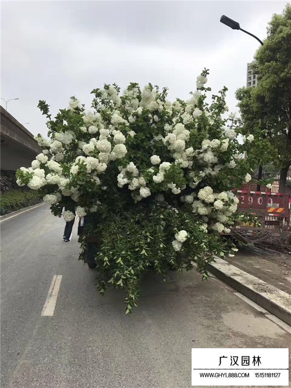 木繡球