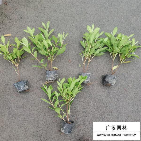毛鵑