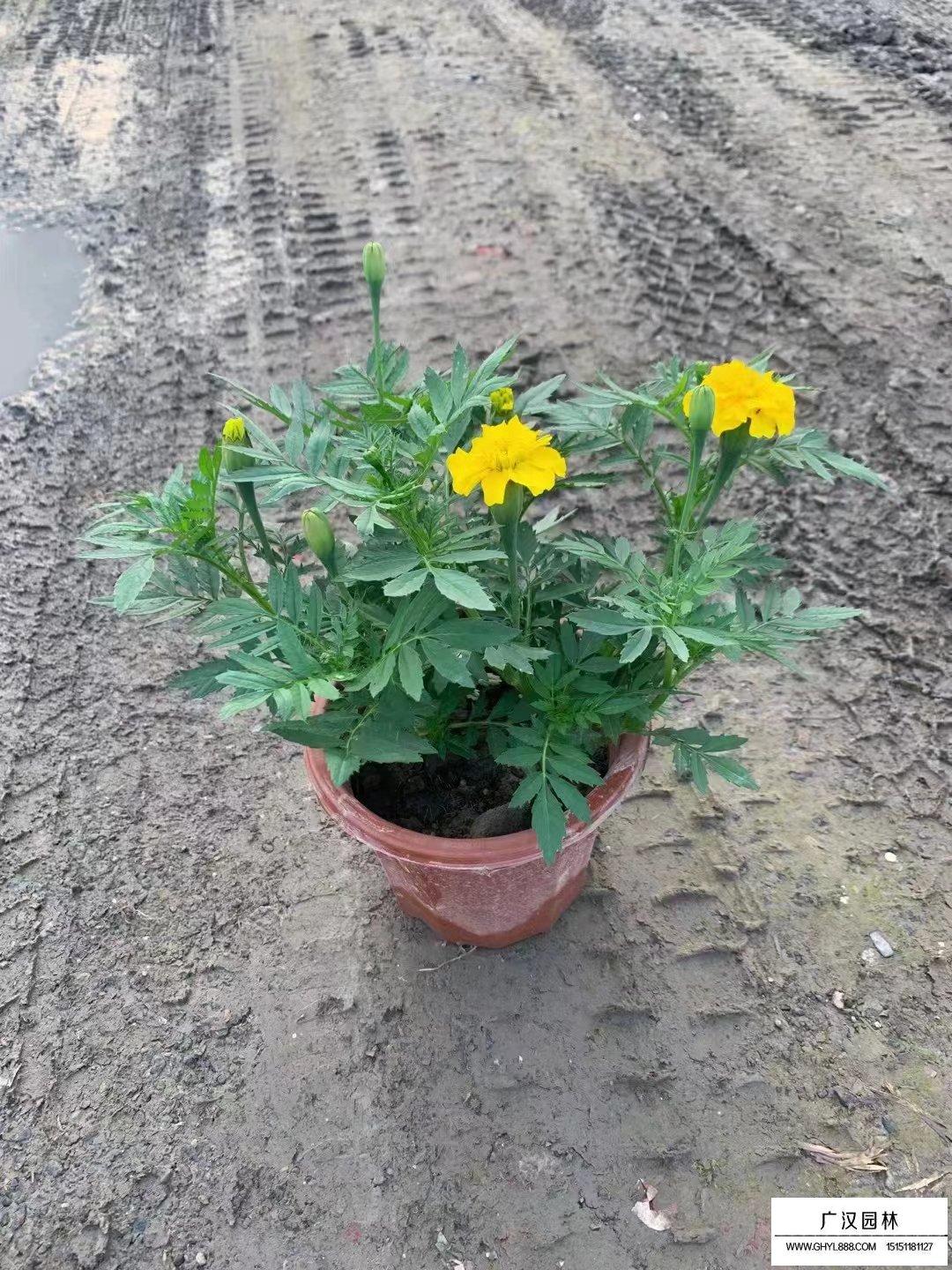 孔雀草