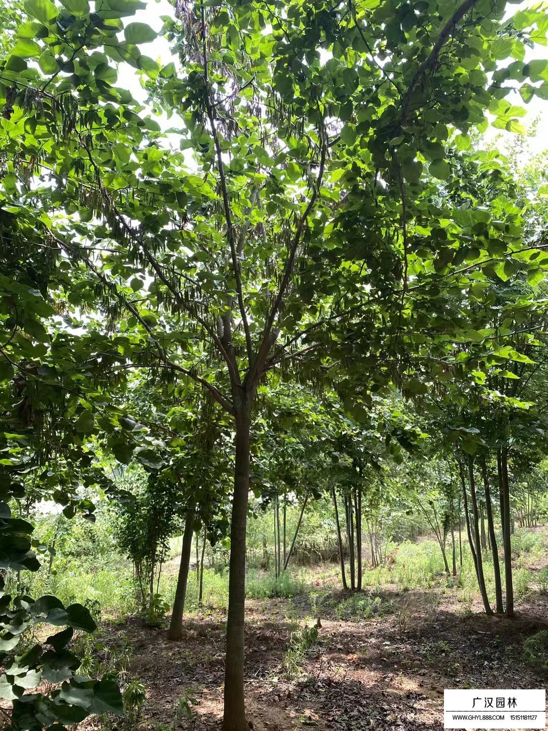 巨紫荊
