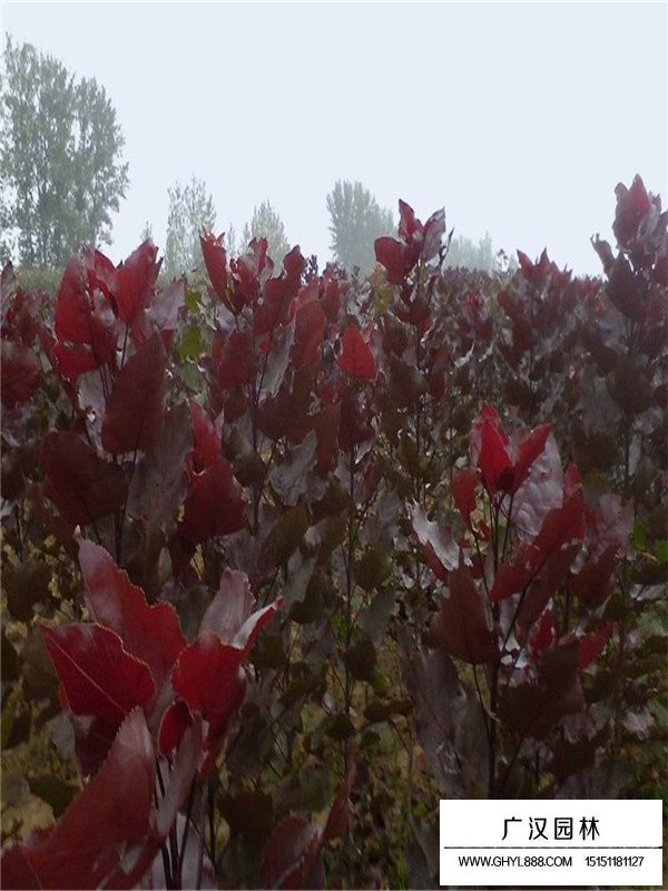 紅葉楊