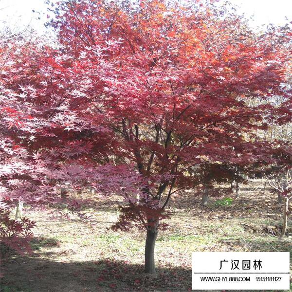 紅楓樹