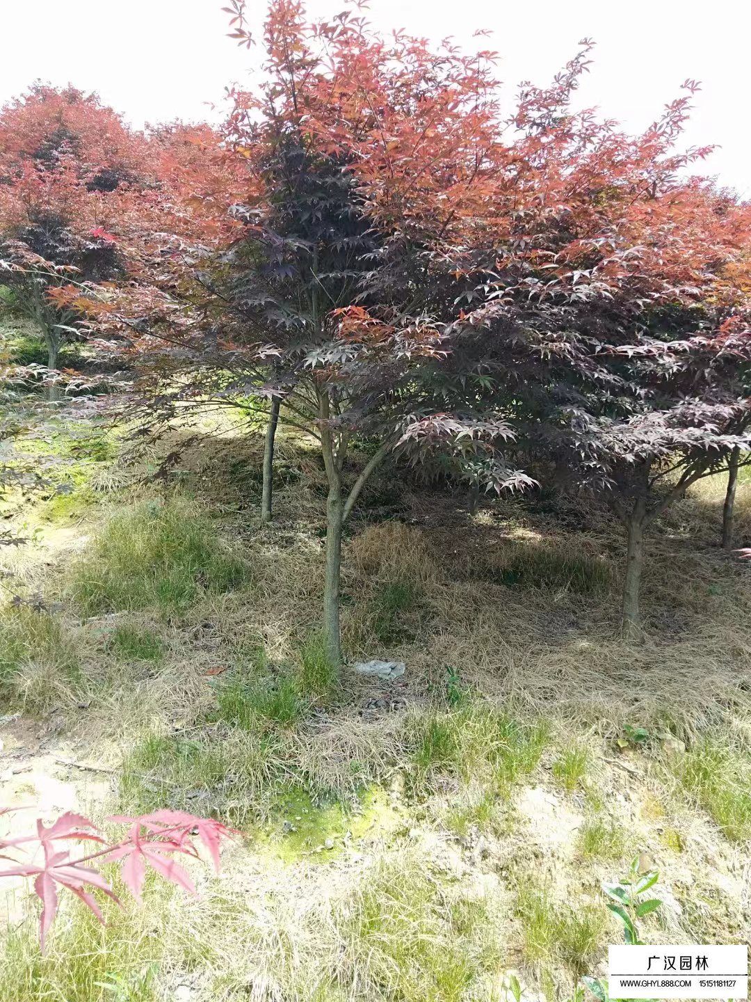 紅楓樹