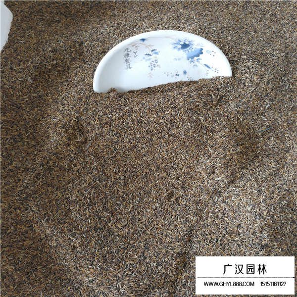 翠菊種子