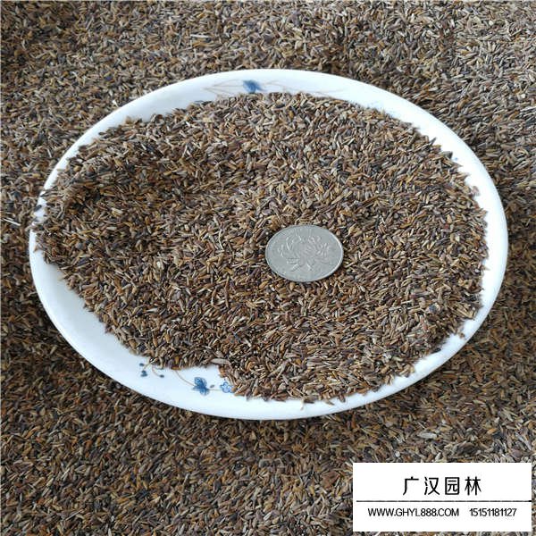 翠菊種子