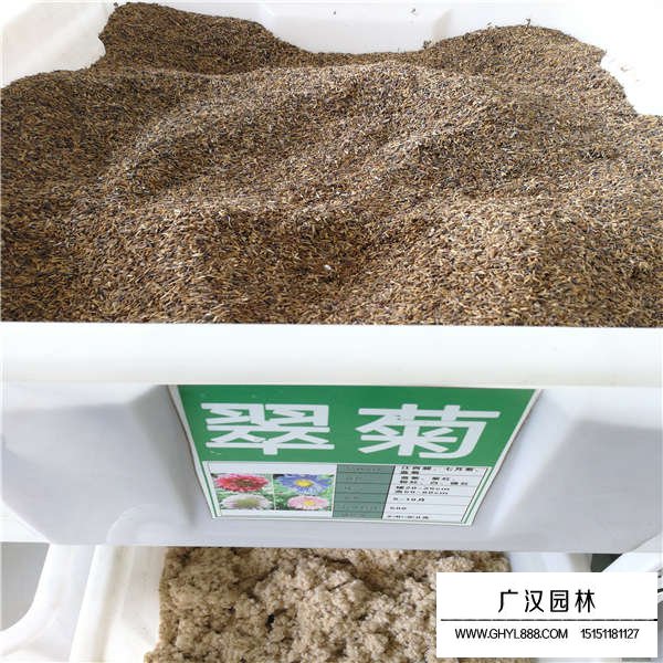 翠菊種子