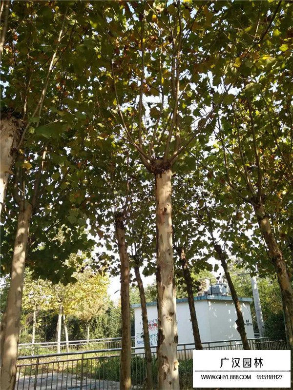 懸鈴木