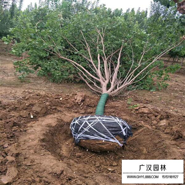黃櫨