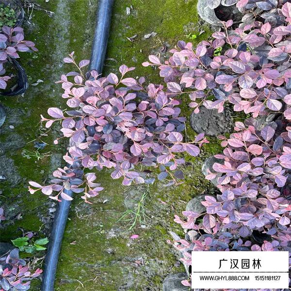 紅花檵木