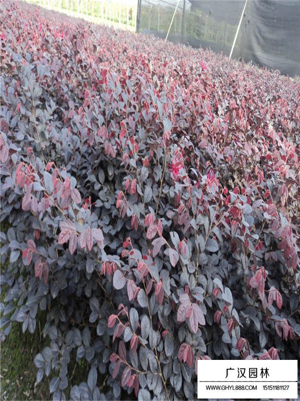 紅花檵木