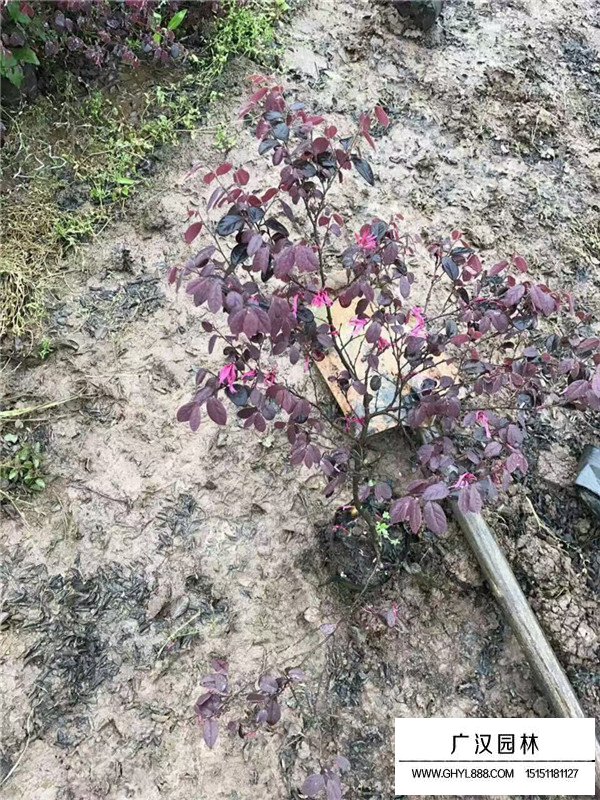紅花檵木