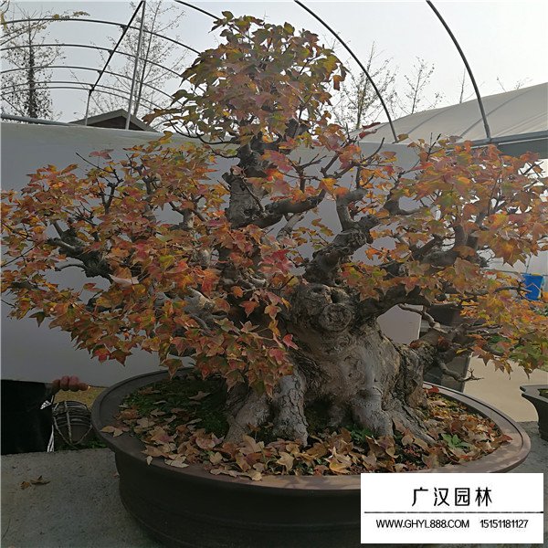 唐楓盆景
