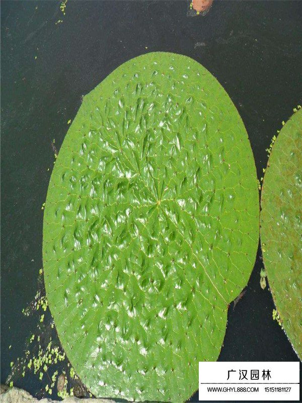 芡實