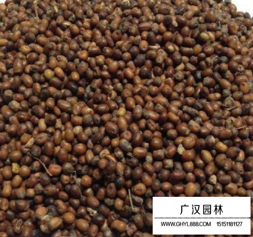 苦參種子