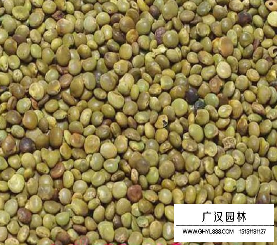甘草種子