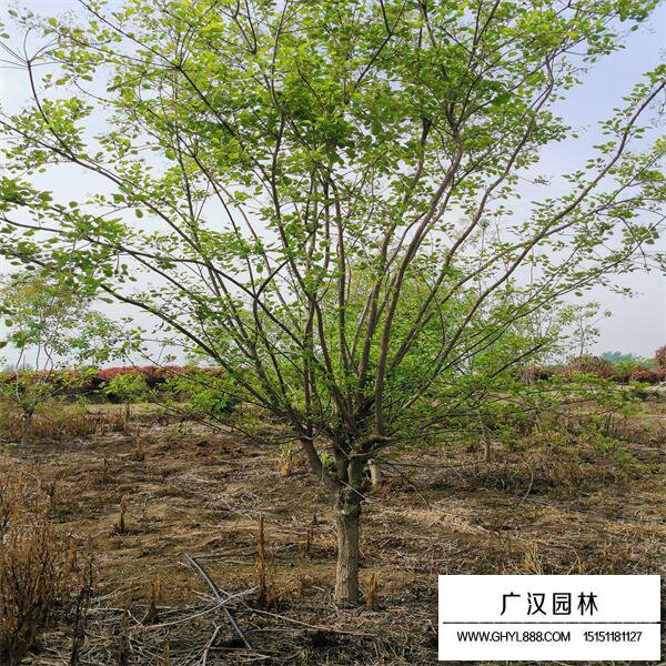 黃櫨樹