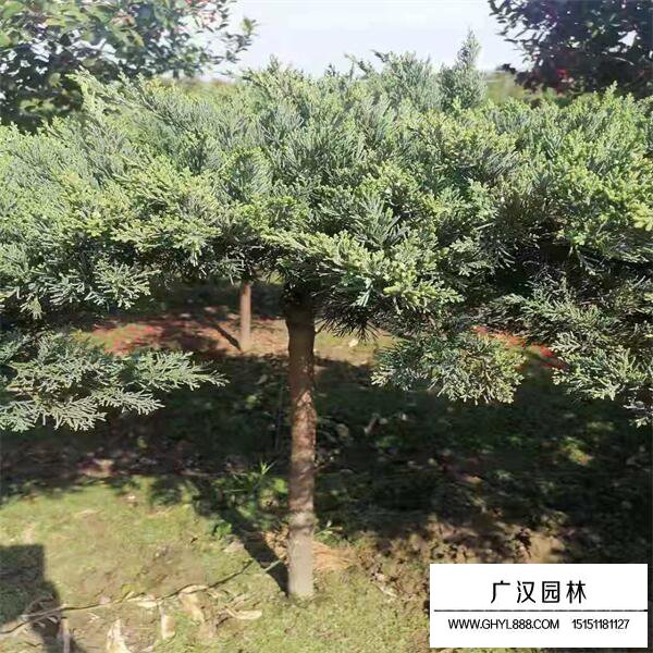 高桿地龍