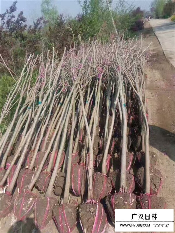 獨桿紫荊